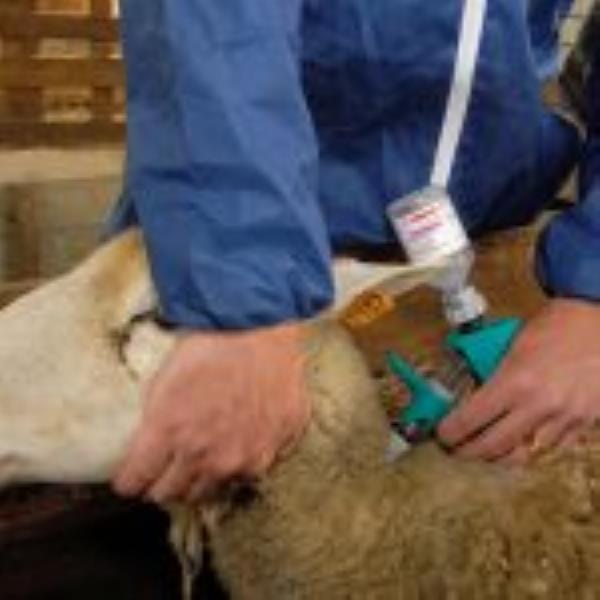 Bluetongue: Countries call for new vaccine, fear livestock export blow