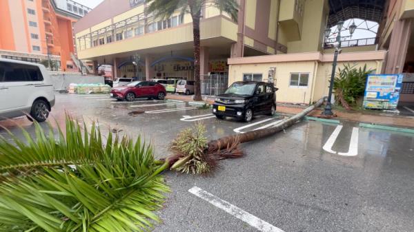 A view of a damaged car and a fallen tree after the heavy rain and strong winds brought by Typhoon Khanun in Chatan