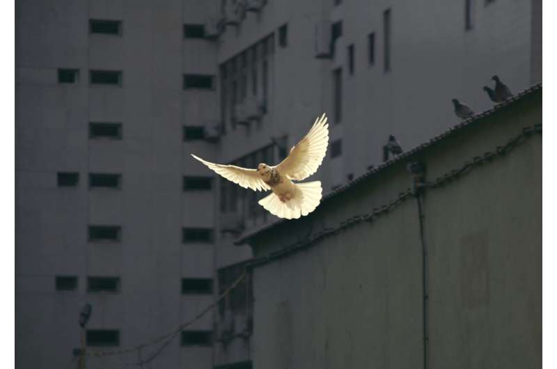peace