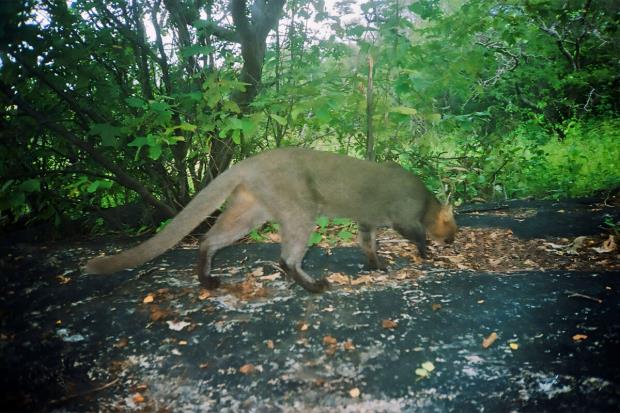 Silvery-gray jaguarundi, with darker markings on legs.