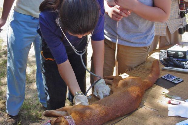 Veterinarians check a sedated jaguarundi and fit the animal with a radio collar, in Tamulipas, Mexico.