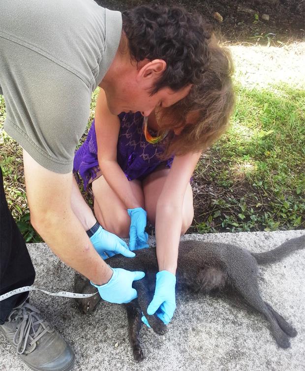 Researchers measure a jaguarundi killed on a road in Belize. 