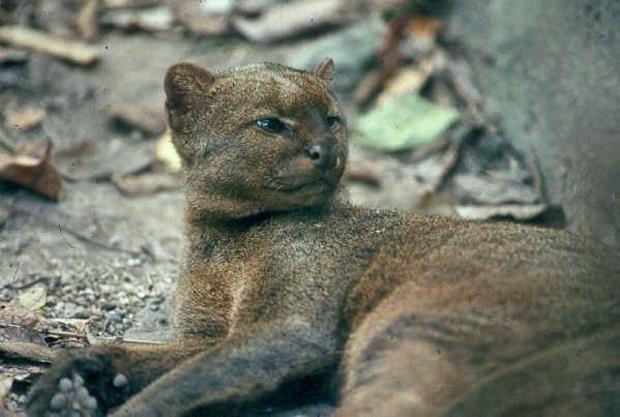 A jaguarundi at a zoo