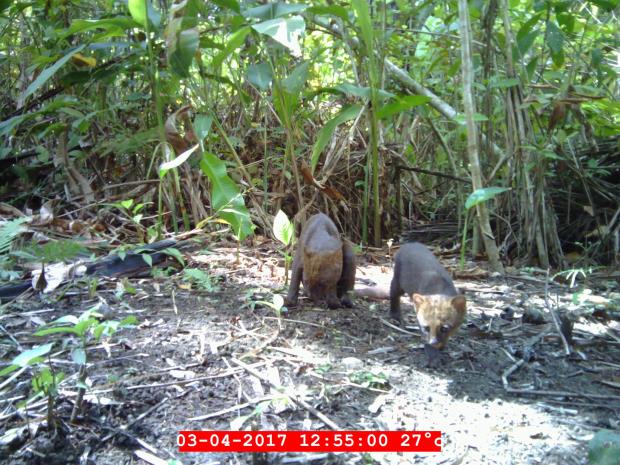 Two jaguarundis captured by a camera trap in Belize.