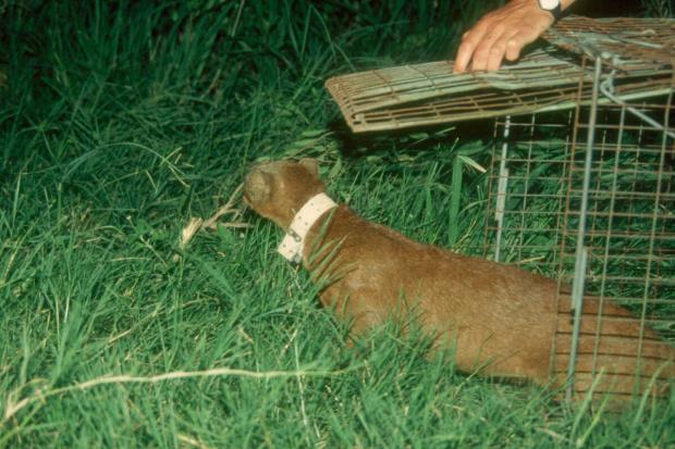 A predictive map showing the likelihood of jaguarundi occupancy across its range, ba<em></em>sed on data published in the new Diversity and Distributions study. 