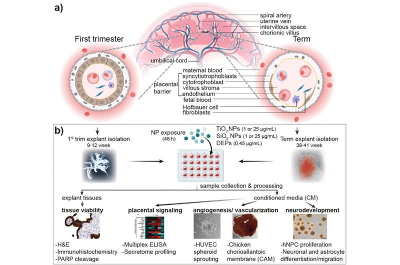 Nanoparticles: Risk for babies in the womb