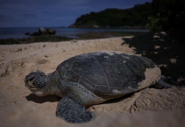 In Malaysia, warmer temperatures mean fewer male turtles, hurting co<em></em>nservation efforts