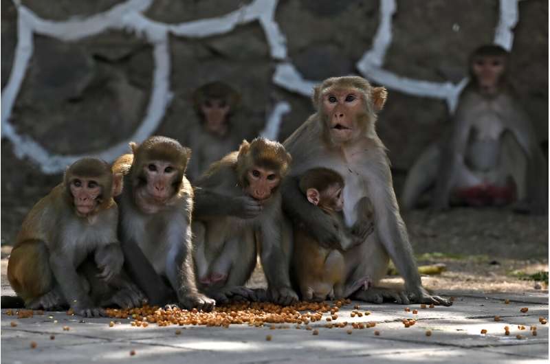 Swaths of northern India are gripped by a heatwave, hitting humans as well as wildife including monkeys. Here, mo<em></em>nkeys sit on a roadside in India's capital New Delhi in 2023