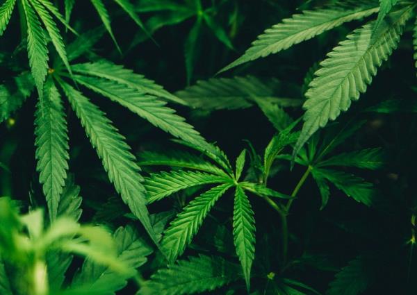Man charged with planting cannabis in wife's car at Punggol