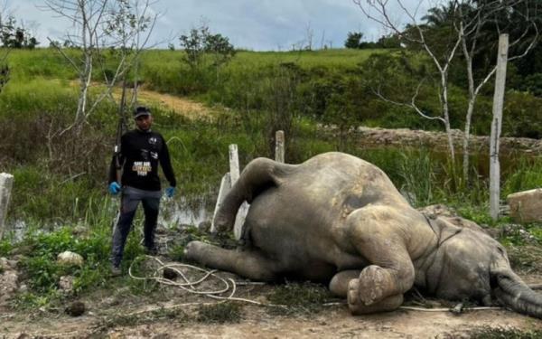 Johor Perhilitan: Four dead elephants in Kluang co<em></em>nfirmed to have died of respiratory, organ failure