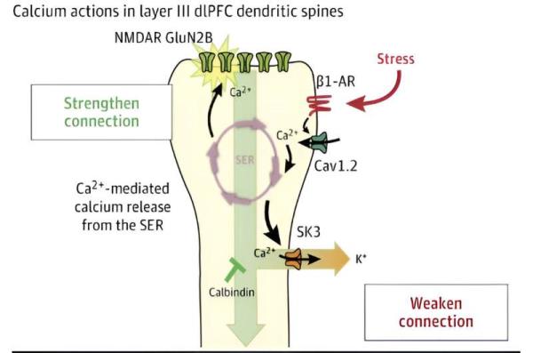 How calcium channel mutations lead to cognitive dysfunction
