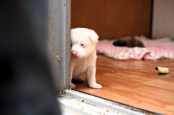 A puppy born at the center leans against a door f<em></em>rame. (Lee Si-jin/The Korea Herald)