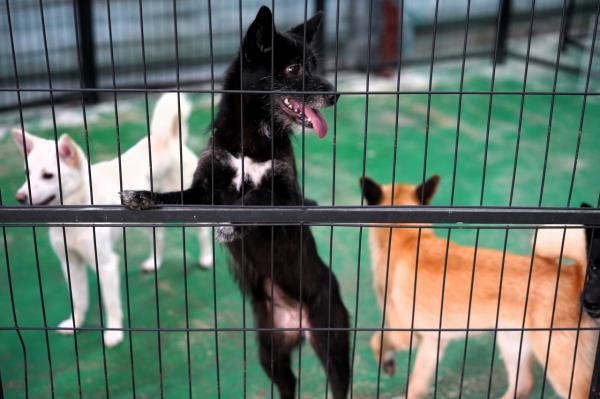 An abando<em></em>ned dog named Heukimja, meaning black sesame seed in Korean, waits for a new family at a dog shelter in Ilsan, Gyeo<em></em>nggi Province. (Lee Si-jin/The Korea Herald)