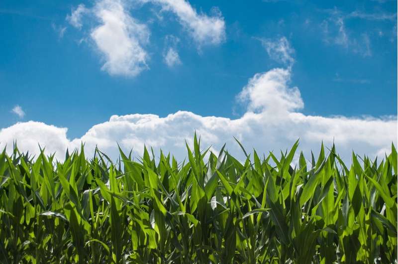 Corn