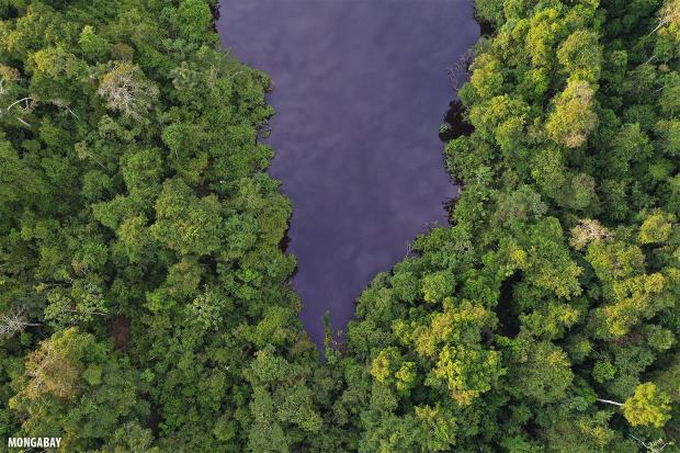 A blackwater oxbow lake in the Peruvian Amazon.