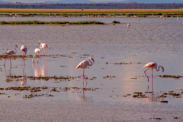 Lesser flamingos at a lake in Kenya. 