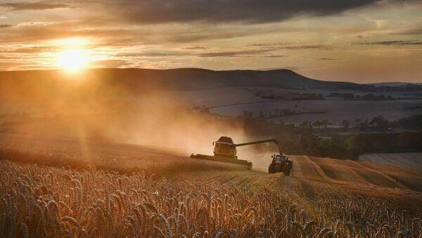 Over 31% price drop in cereals while potatoes and vegetables rise