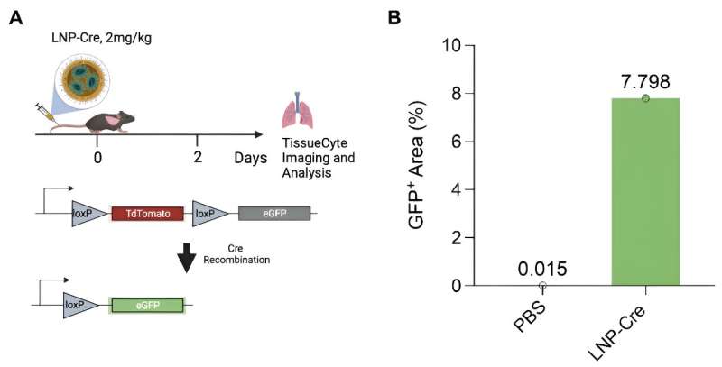 Lung-targeting lipid nanoparticles with CRISPR compo<em></em>nents successfully treat cystic fibrosis mouse models