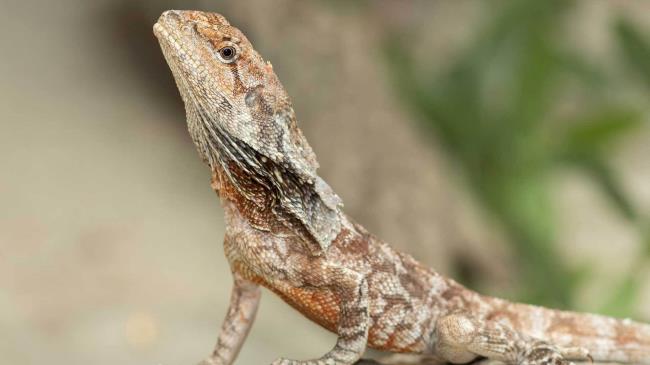 35-best-frilled-neck-lizard-facts