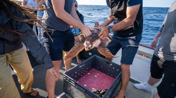EMBARGOED TO 0001 FRIDAY OCTOBER 6 Marine specialists prepare to release Iona, a loggerhead turtle, that was found washed up on a beach in Scotland last year over a thousand miles from her natural habitat, back into the Atlantic Ocean, near to the Azores in Portugal, after being nursed back to health by Sea Life staff and marine specialists. Picture date: Wednesday October 4, 2023.