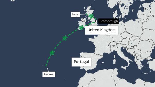 Iona the turtle's journey GFX