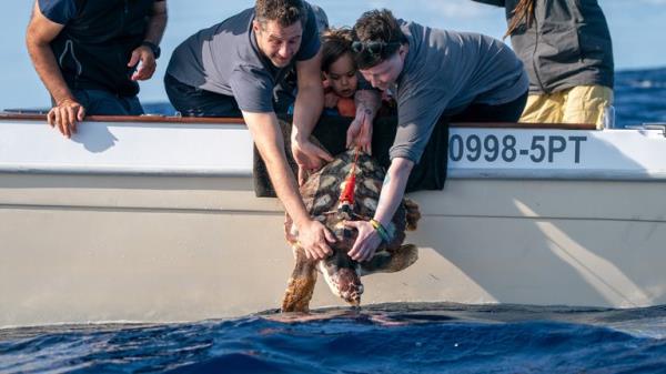 EMBARGOED TO 0001 FRIDAY OCTOBER 6 Marine specialists prepare to release Iona, a loggerhead turtle, that was found washed up on a beach in Scotland last year over a thousand miles from her natural habitat, back into the Atlantic Ocean, near to the Azores in Portugal, after being nursed back to health by Sea Life staff and marine specialists. Picture date: Wednesday October 4, 2023.