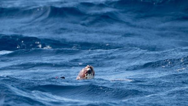 EMBARGOED TO 0001 FRIDAY OCTOBER 6 Iona, a loggerhead turtle, that was found washed up on a beach in Scotland last year over a thousand miles from her natural habitat, after being released back into the Atlantic Ocean, near to the Azores in Portugal, after being nursed back to health by Sea Life staff and marine specialists. Picture date: Wednesday October 4, 2023.