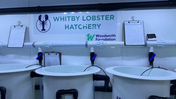 A juvenile lobster. File pic: AP