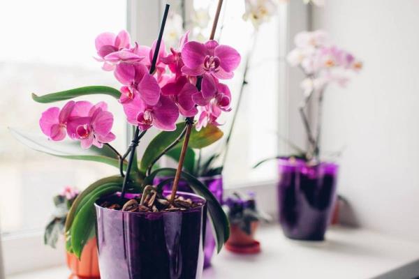 How to care for an orchid?  Home cultivation