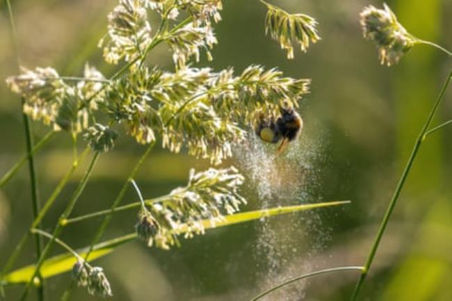 A bird collecting pollen from a flower