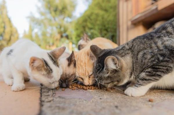 co<em></em>lony of cats feeding.