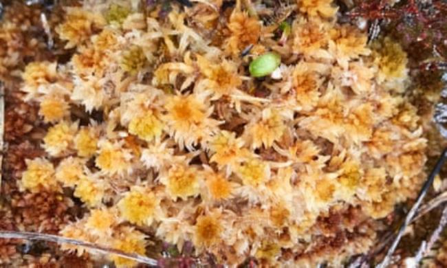 Sphagnum mosses thrive in the cool and wet enviro<em></em>nment of the Flow Country.