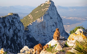 Barbary macaque mo<em></em>nkeys sit near the Rock of Gibraltar