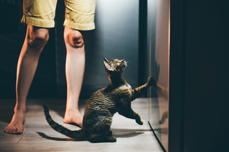 photo of a cat looking out of a candelit window