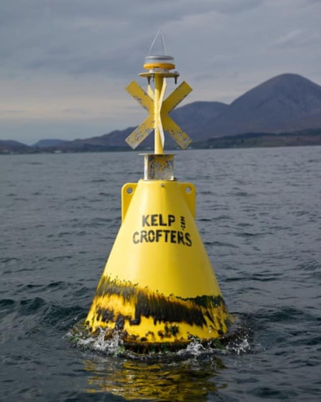 A yellow marker buoy with KelpCrofters written on it shows the seaweed farm’s location
