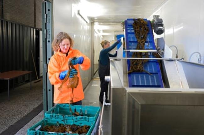 Two women wearing waterproofs in Eco Cascade, Kyle of Lochalsh, wher<em></em>e the kelp gets washed and cleaned.