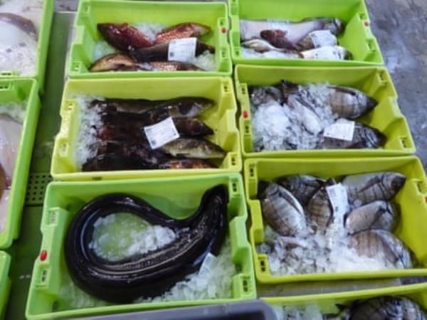 A selec<em></em>tion of fish, from co<em></em>nger eel to red mullet at the Fisterra market in Galicia.