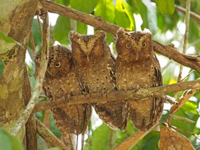 Three owls on a branch
