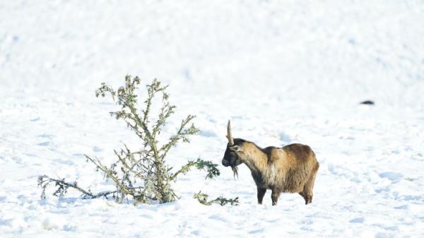 A goat in the snow in the North York Moors Natio<em></em>nal Park