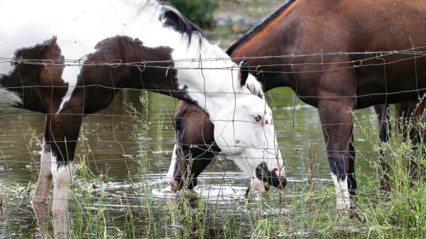 Horses