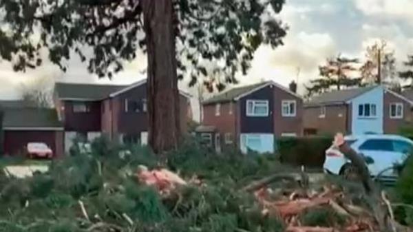 Tree snaps in half as storm Henk hits UK
