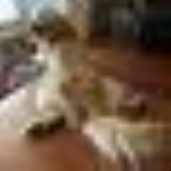 uncannyi avatar