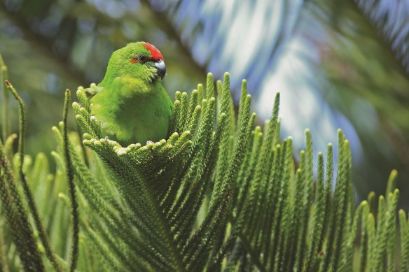 Norfolk Island’s endemic green parrot is on the brink of extinction due to predation by black rats and feral cats.