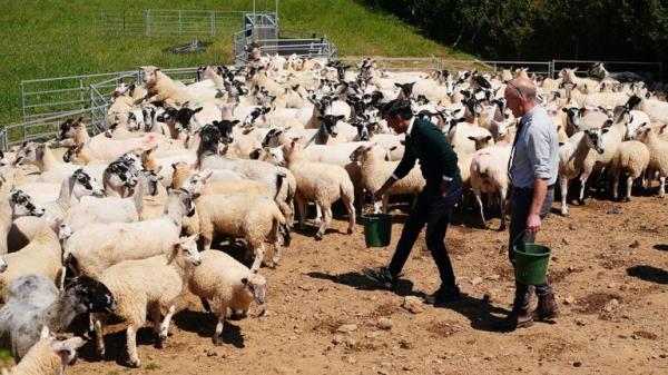 (left to right) Prime Minister Rishi Sunak, Farmer David Chugg and parliamentary candidate for North Devon Selaine Saxby feed sheep during a visit to a farm in Devon, while on the General Election campaign trail. Picture date: Tuesday June 18, 2024.