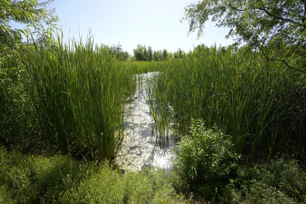 Water, visible along the Gila River Interpretive Trail, has allowed for abundant growth of trees and plants bringing wildlife to the Gila River Indian Community, Thursday, May 2, 2024, in Sacaton, Ariz. Leading the tribe is Stephen Roe Lewis, a towering figure in the Southwest who has been pivotal in navigating a water crisis across the seven-state Colorado River basin. (AP Photo/Ross D. Franklin)