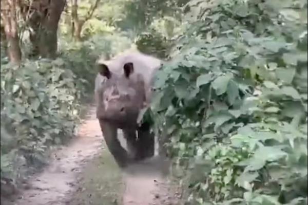 A rhino charges the car.