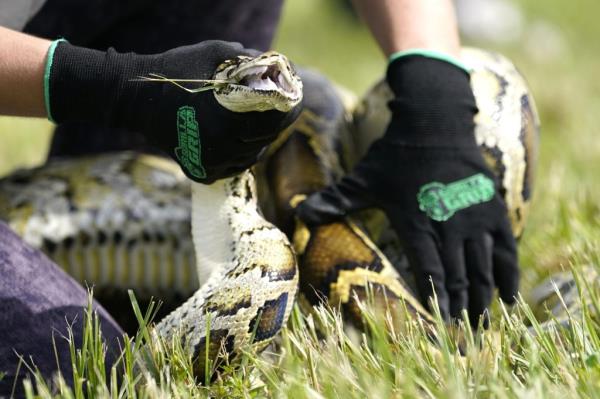 A Burmese python is held during a safe capture demo<em></em>nstration on June 16, 2022, in Miami. A 19-year-old South Florida man captured 28 Burmese pythons during a 10-day competition that was created to increase awareness a<em></em>bout the invasive species, and the threats they pose to the state's ecology. Matthew Co<em></em>ncepcion was among the 1,000 participants from 32 states, Canada and Latvia who participated in the annual challenge, the Florida Fish and Wildlife Co<em></em>nservation Commission said in a news release.