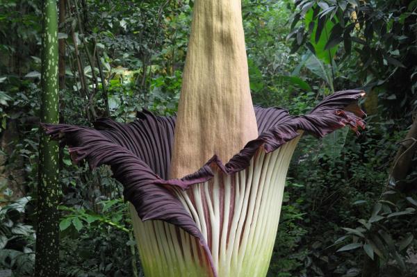 corpse flower