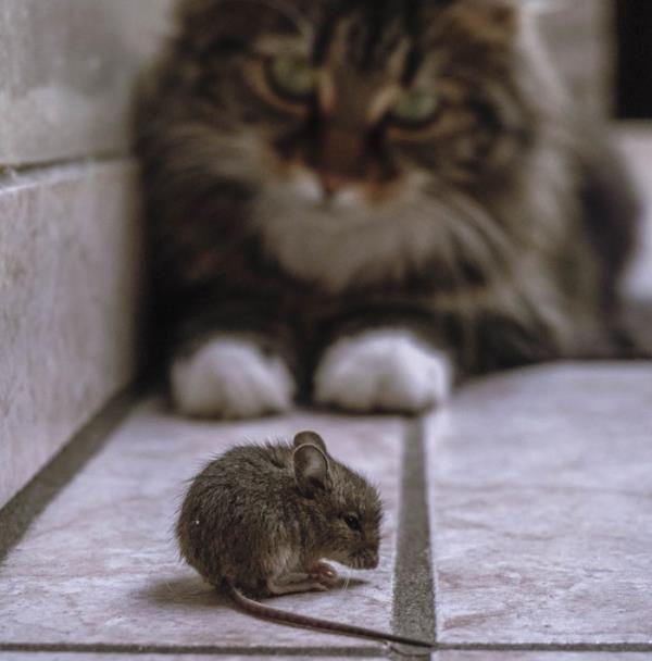 Woman Shares A Hilarious Co<em></em>nversation Between Her And Her Landlord Who Hired A Cat As Pest Control