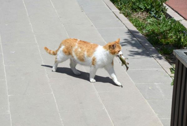 Woman Shares A Hilarious Co<em></em>nversation Between Her And Her Landlord Who Hired A Cat As Pest Control
